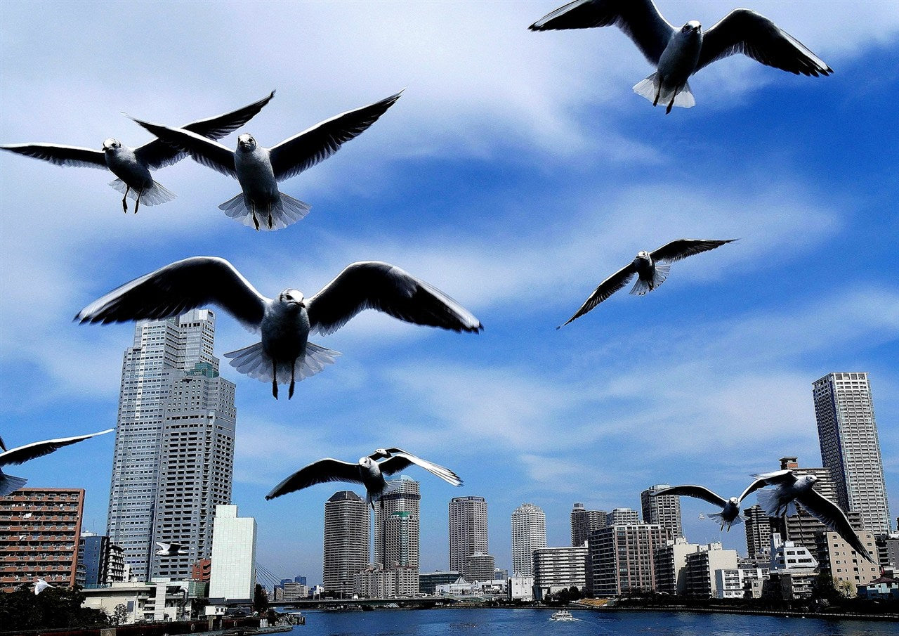 海鷗跳舞
